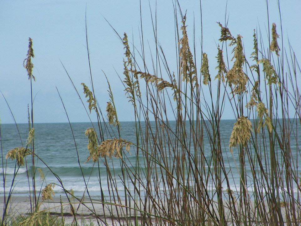 Sea Oats-sea-oats-care