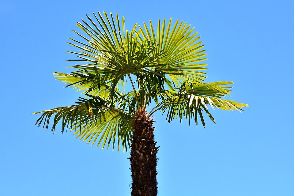 Washingtonia Robusta-washingtonia-robusta-care