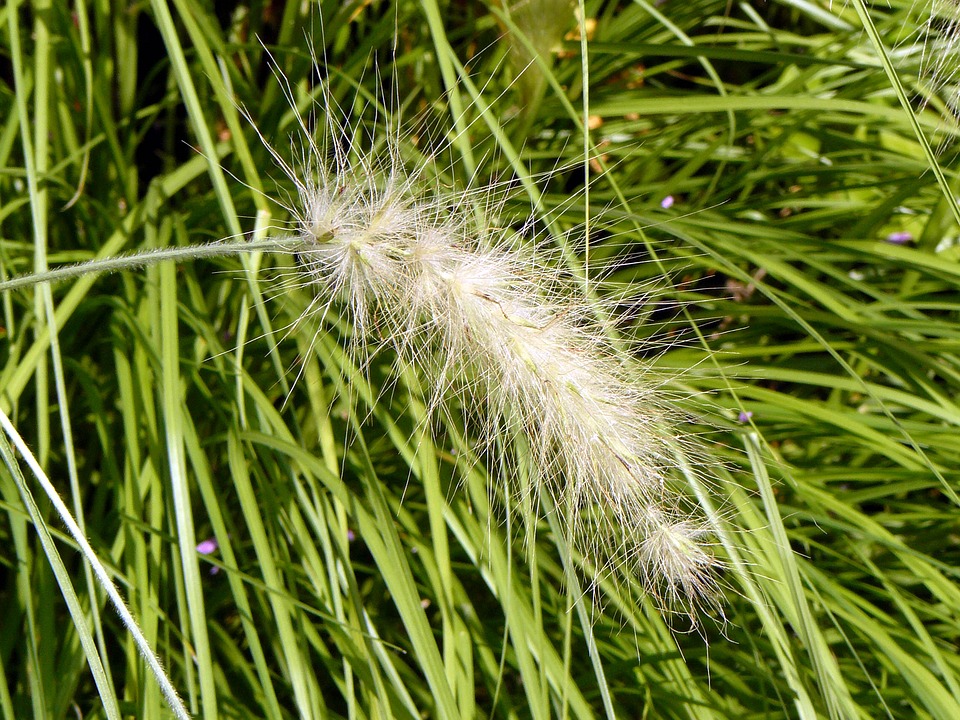 White Fountain Grass-white-fountain-grass