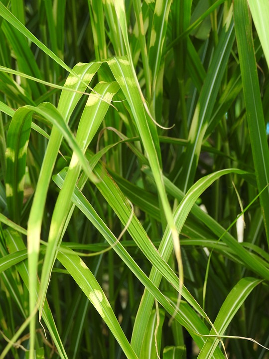 Zebra Grass-zebra-plant-care-maintenance