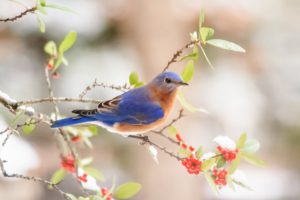 A BlueBird-june-gardening-tips