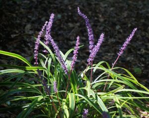 Ornamental Grass Companion Planting-a-liriope