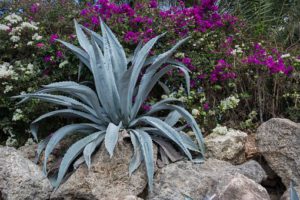 Agave-how-to-landscape-with-rocks