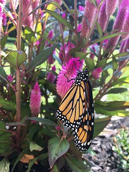 Celosia Flowers-celosia-plant-care