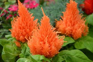 What To Plant In August-orange-celosia-plants