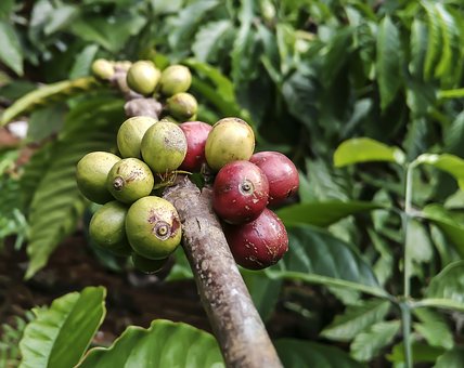 Coffee Plant-coffee-plant-care