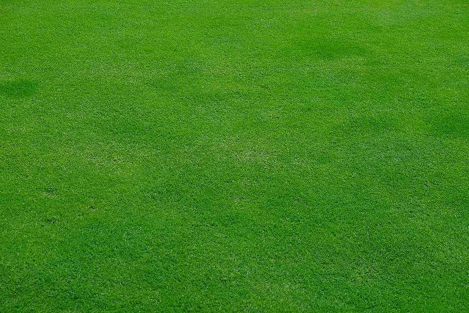 Garden Lawn-organic-lawn-tips