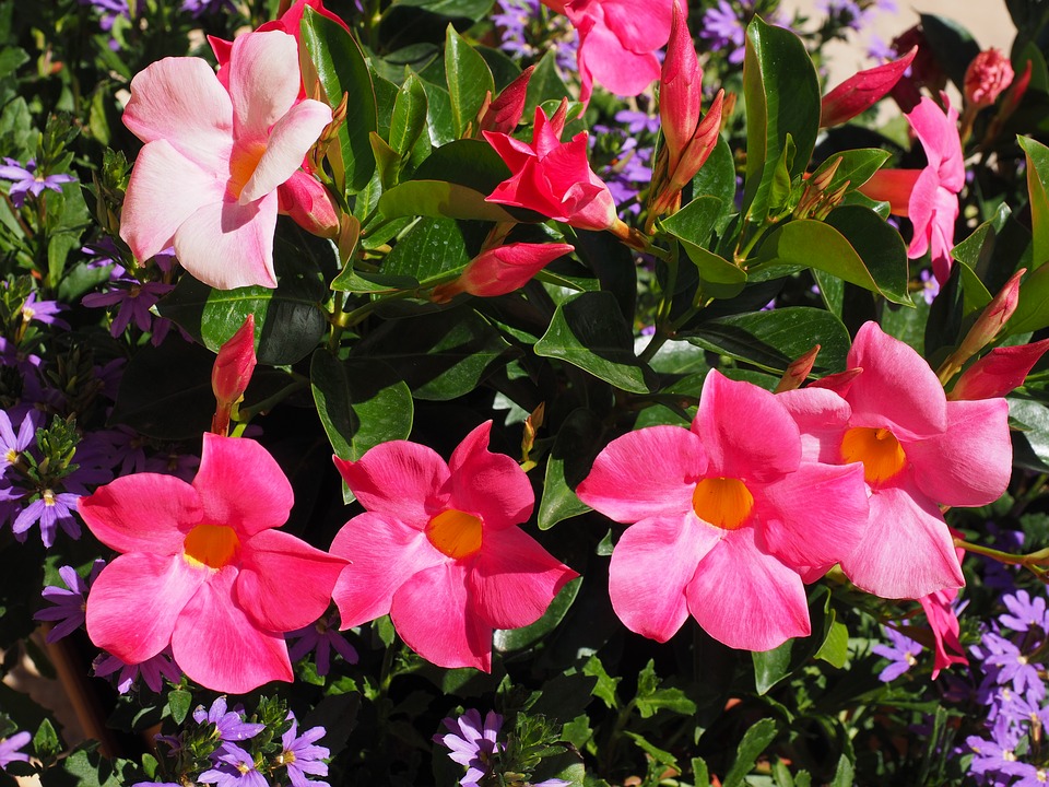 Mandevilla Vines-mandevilla-plant-care