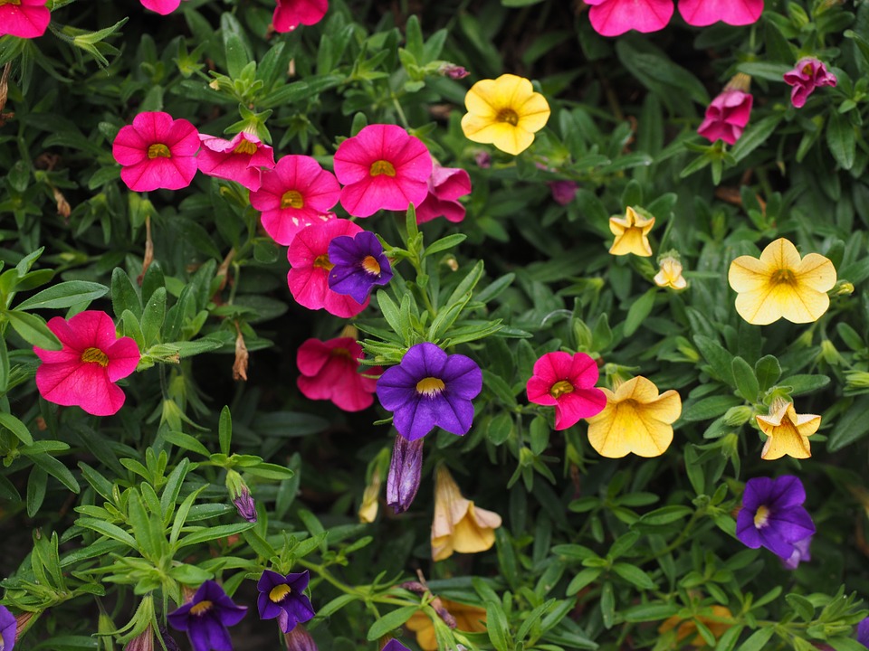 Petunias-petunia-plant-care