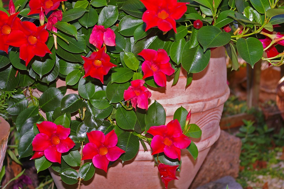 Potted Mandevilla -growing-mandevillas-indoors