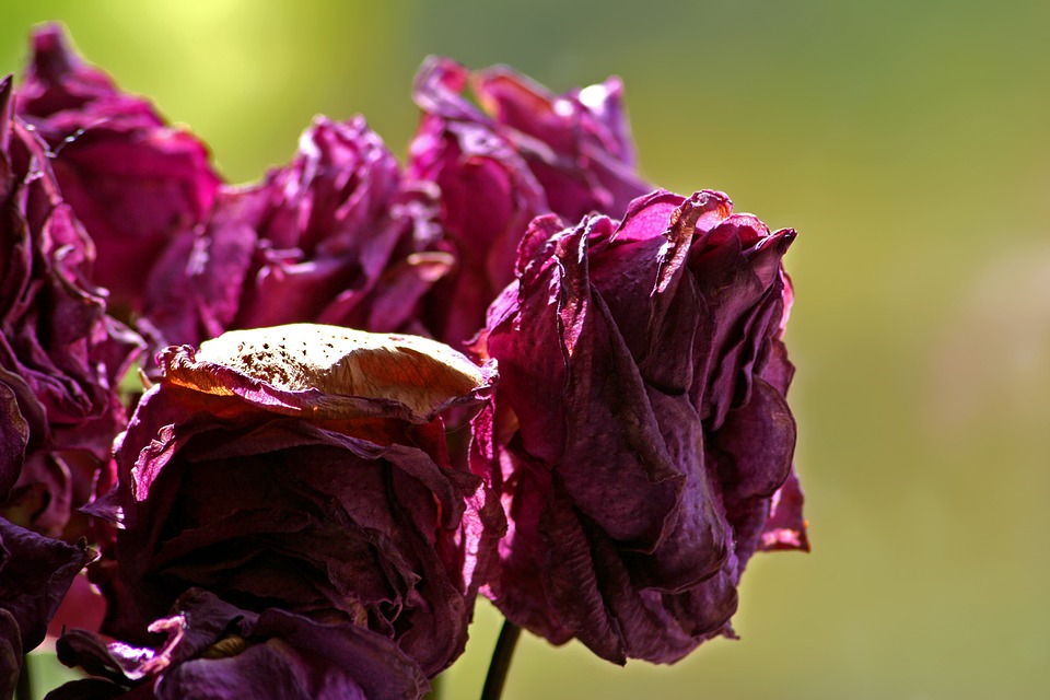 Roses-giving-your-plant-too-much-water