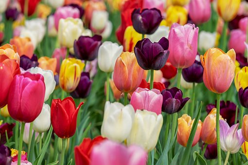 Tulips-tulip-plant-care