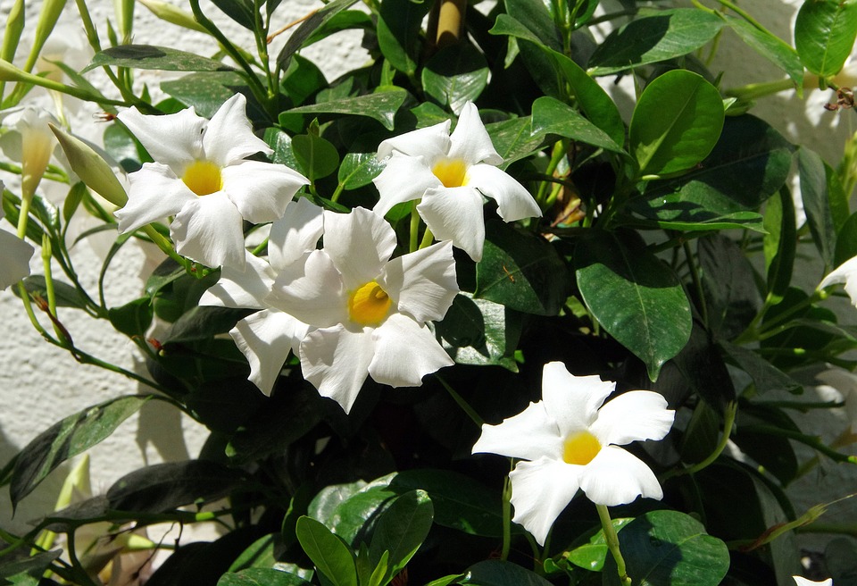 White mandevilla vine-growing-mandevilla-indoors