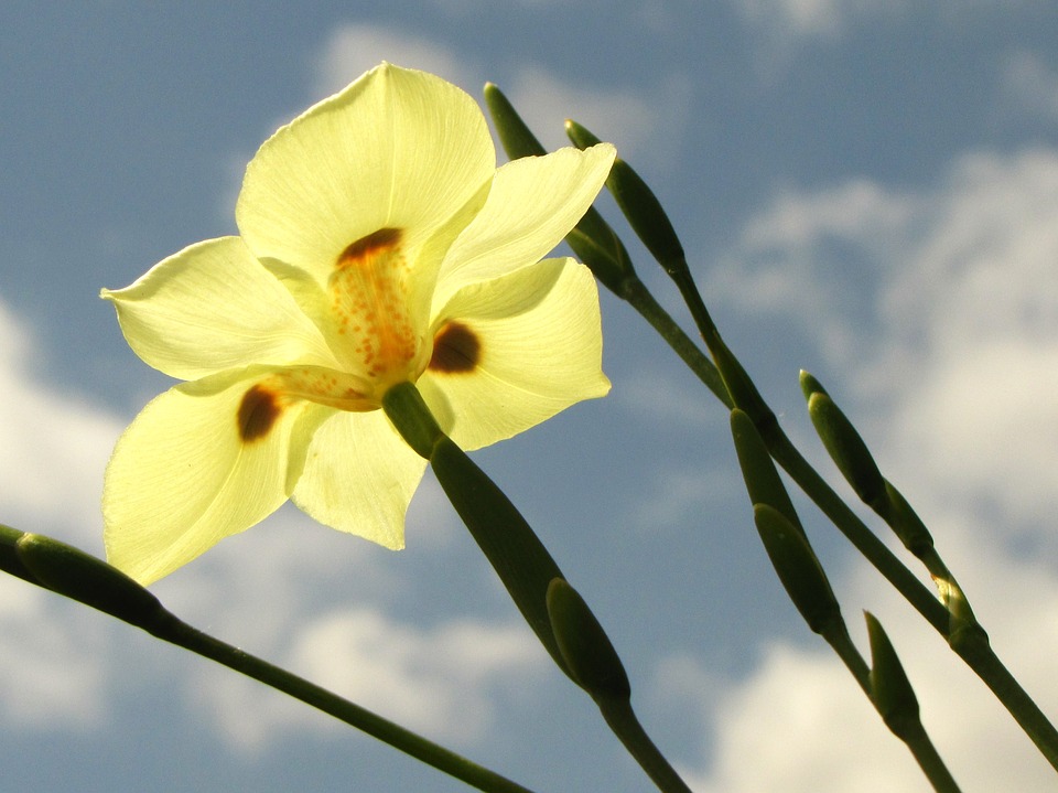 African Iris-african-iris