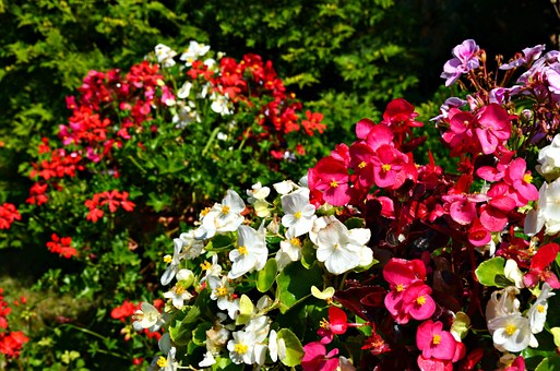 Begonias-begonia-plant-care