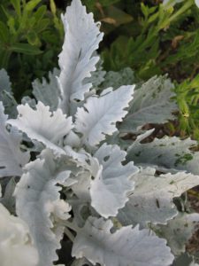 Dusty Miller Care-dusty-miller-care