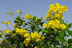 Yellow Elder Flower-organic-insect-and-plant-disease-control