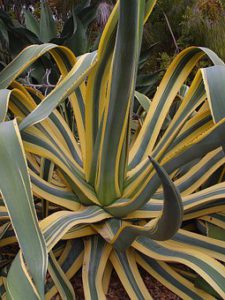 Agave Plant Care-yellow-stripped-agave