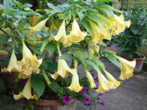 Yellow Angle Trumpet-fragrant-flowers