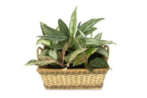 Aglaomema-dumb-cane-care