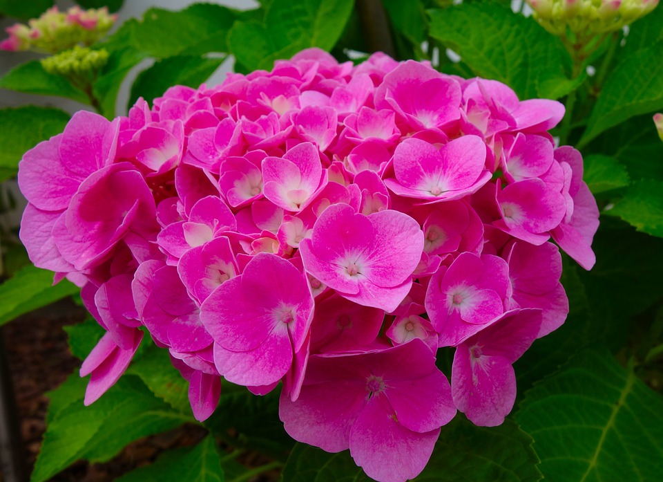 Hydrangeas-hydrangeas-plant-care