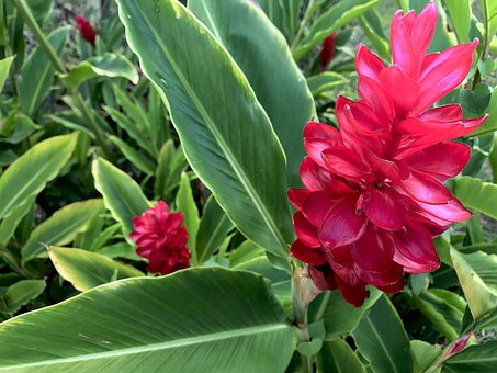 Red Ginger Plant-caring-for-ginger-plants