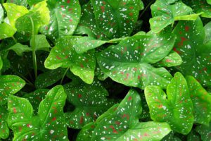 Caladium Plant Care-a-caladium-plant