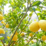 A lemon Tree-forcing-a-lemon-tree-to-flower