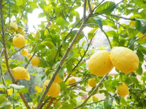 Growing Trees In Pots-a-lemon-tree