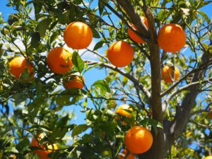 Growing Trees In Pots-a-orange-tree