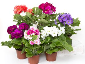 Container Plants-balcony-garden-ideas