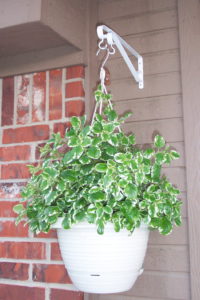 Summer Container Garden Ideas-a-hanging-basket