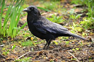 How To Keep Birds From Eating Grass Seeds-a-black-crow