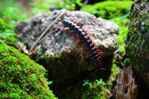 Black Centipede-how-to-get-rid-of-centipede-in-the-garden