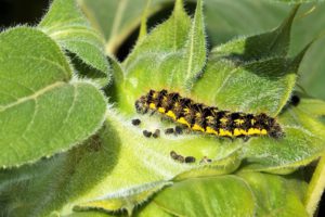 7 Vegetable Garden Care And Maintenance Tips-a-caterpillar-on-plant-leaves