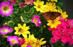 How To Make A Sustainable Garden-a-butterfly-on-garden-flowers