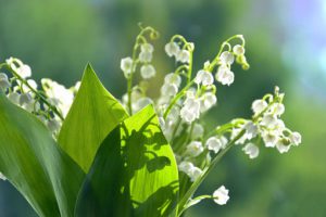 Lily of the Valley-fragant-flowers