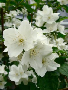 Night Jasmine-fragrant-flower