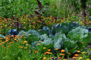 Vegetables And Herbs-companion-plants