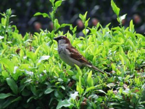 How To Attract Wild Birds To Your Yard-a-bird-resting