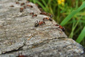 Ants-how -to-get-rid-of-ants-in-the-garden