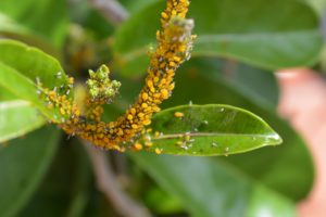 Aphid Insects-growing-garlic-next-to-other-plants