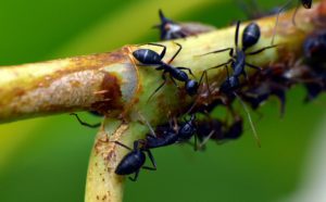 Black Ants-how-to-get-rid-of-ants-in-the-garden