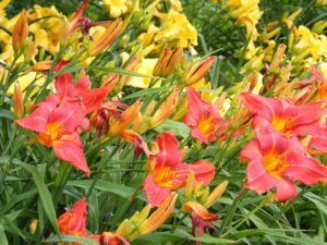 Daylily-care-of-daylilies-plants