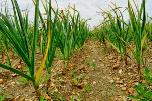 Garlic Field-growing-garlic-next-to-other-plants