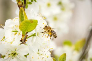 How To Make A sustainable Garden-a-honey-collecting-nectar