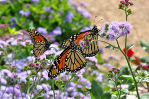 Monarch Butterflies-gardening-for-butterflies-birds-and-bees