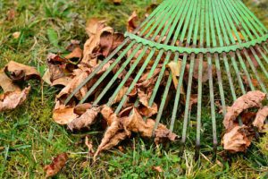 Raking leaves of grass-how-to-take-care-of-grass-in-the-fall