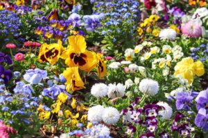 Spring Flowers-campanion-with-flowers