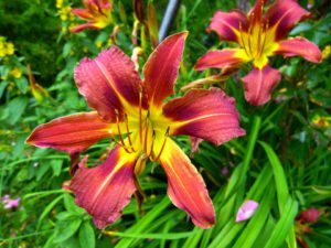 Yellow and Red Daylily-care-of-the-daylilies-plants